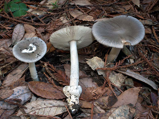 Amanita constricta - Mushroom Species Images